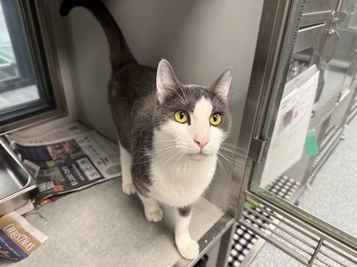 MR. SEAL, an adoptable Domestic Short Hair in Garland, TX