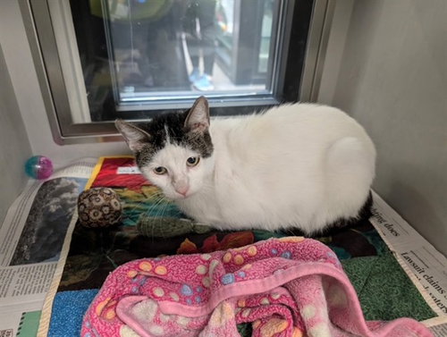 LAYLA, Young Domestic Short Hair (medium coat), cat for adoption in Hurst, Texas