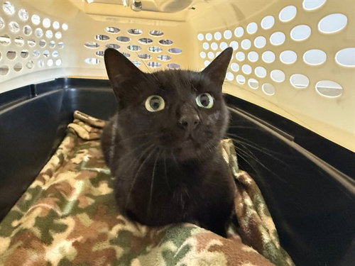 GEMINI, Young Domestic Short Hair (medium coat), cat for adoption in Hurst, Texas