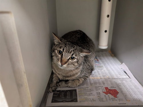 BROWNIE, Young Domestic Short Hair (medium coat), cat for adoption in Hurst, Texas