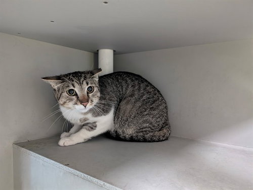 OREO, Young Domestic Short Hair (medium coat), cat for adoption in Hurst, Texas