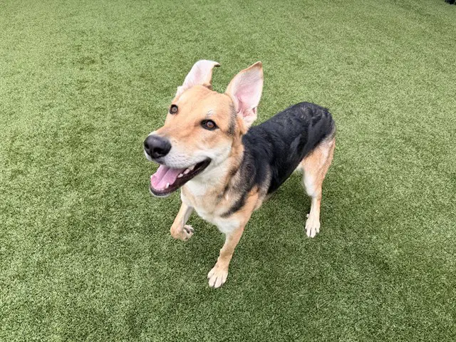 Pancake - German Shepherd Dog