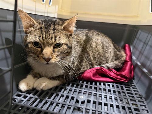 BLUE, Adult Domestic Short Hair (medium coat), cat for adoption in Hurst, Texas