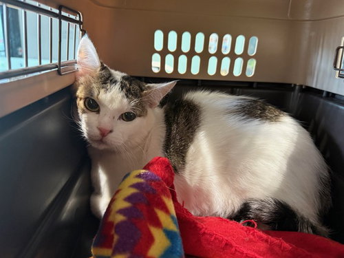 JOURNEY, Adult Domestic Short Hair (medium coat), cat for adoption in Hurst, Texas