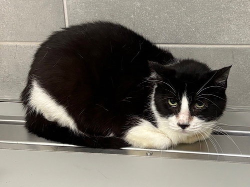 LONDON, Adult Domestic Short Hair (medium coat), cat for adoption in Hurst, Texas