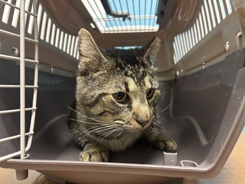 COOKIE, Senior Domestic Short Hair (medium coat), cat for adoption in Hurst, Texas