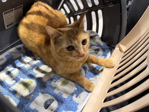 MAGGIE, Young Domestic Short Hair (medium coat), cat for adoption in Hurst, Texas