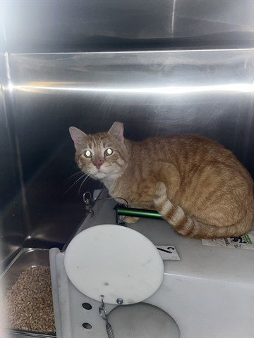 MUNCH, Adult Domestic Short Hair (medium coat), cat for adoption in Hurst, Texas