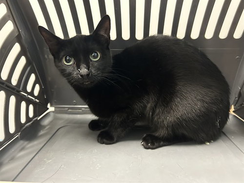 BATMAN, Young Domestic Short Hair (medium coat), cat for adoption in Hurst, Texas