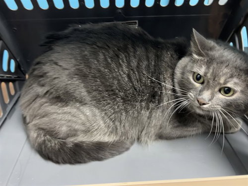 CRICKET, Adult Domestic Short Hair (medium coat), cat for adoption in Hurst, Texas