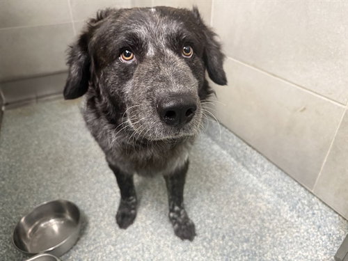T.O.P, an adoptable Australian Cattle Dog in Garland, TX