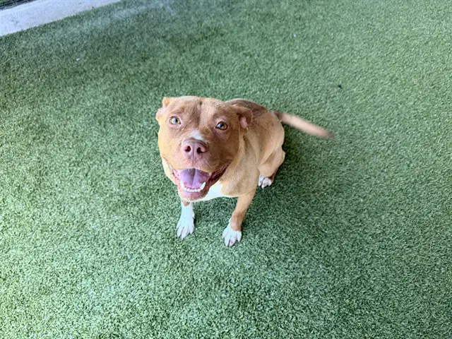 Jenny - Pit Bull Terrier