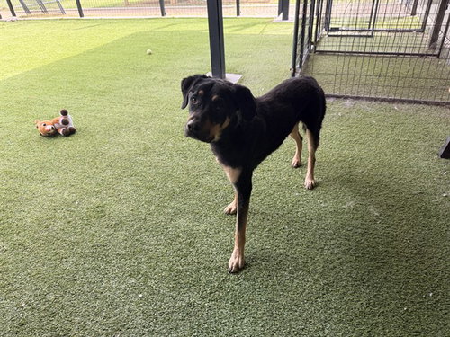 KANE, an adoptable Rottweiler in Garland, TX