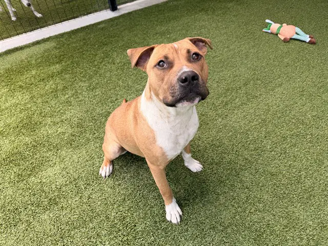 Ace - Pit Bull Terrier