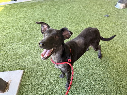 MARIPOSA, an adoptable Greyhound in Garland, TX