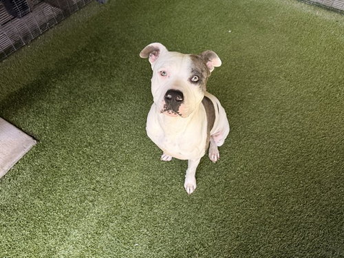 BLUE, an adoptable Pit Bull Terrier in Garland, TX