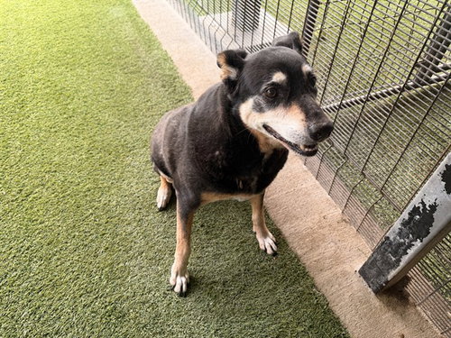 AMARGA, an adoptable Rottweiler in Garland, TX