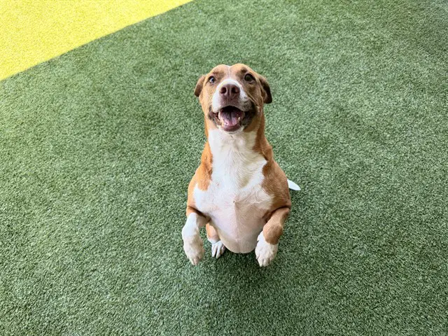 Rosie - Pit Bull Terrier