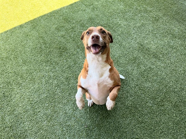 Rosie
