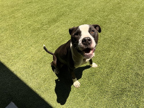 BRODY, an adoptable Pit Bull Terrier in Garland, TX