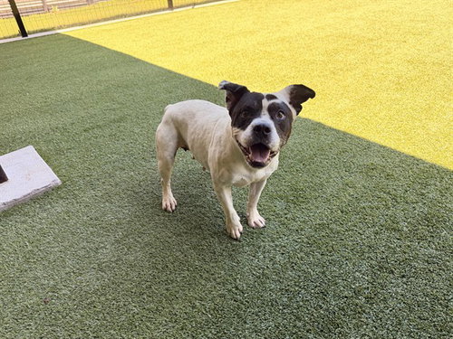 PANDA, an adoptable Pit Bull Terrier in Garland, TX