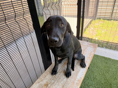 FJORN, an adoptable Labrador Retriever in Garland, TX