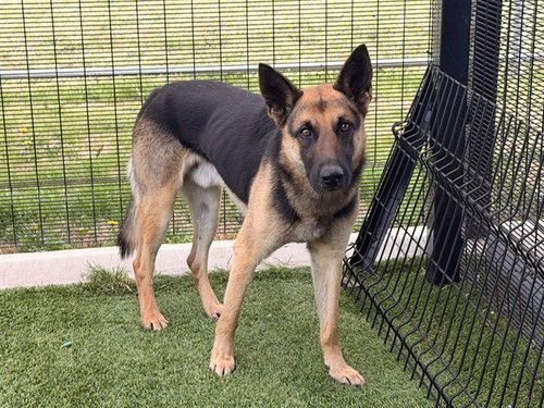 WARLOCK, an adoptable German Shepherd Dog in Garland, TX