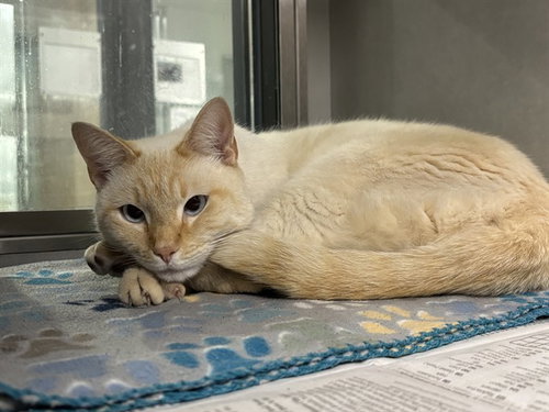 DISCORD(POPCORN), an adoptable Siamese in Garland, TX
