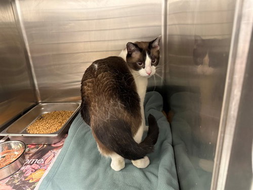 BLUZEY, an adoptable Siamese in Garland, TX