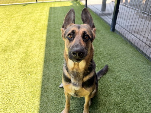 ARDIYA, an adoptable German Shepherd Dog in Garland, TX