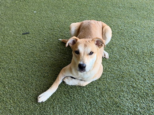 STARR, an adoptable German Shepherd Dog in Garland, TX