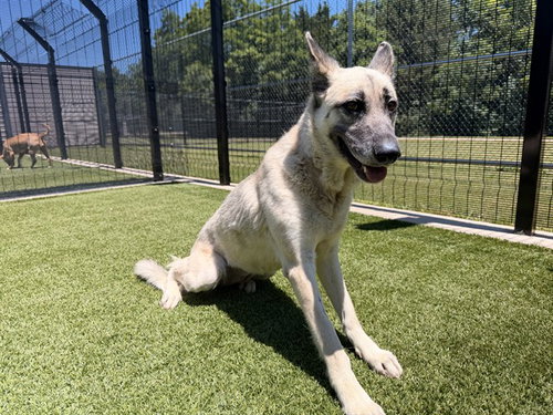 FLIGHT, an adoptable German Shepherd Dog in Garland, TX