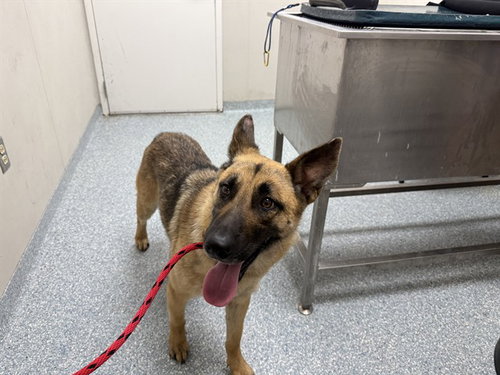 RUNNER, an adoptable German Shepherd Dog in Garland, TX