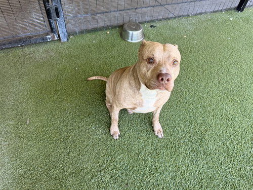 BLUE, an adoptable American Pit Bull Terrier in Garland, TX