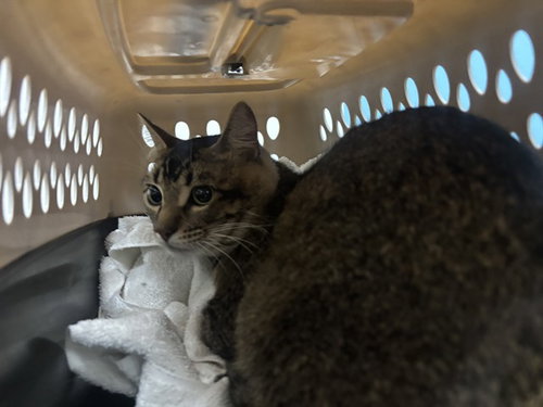 CHARLEY, an adoptable Domestic Short Hair in Garland, TX