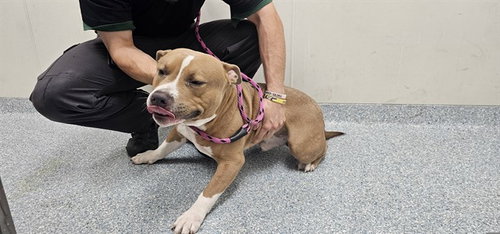 PANZER, an adoptable Pit Bull Terrier in Garland, TX