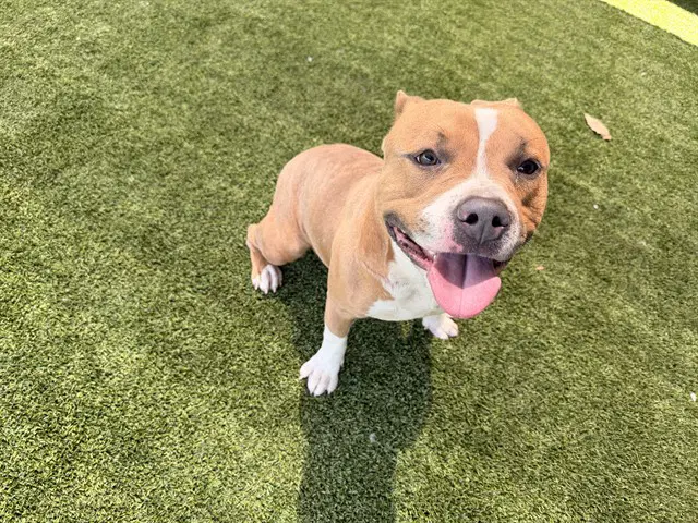 Panzer - Pit Bull Terrier