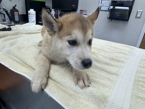 PAUL - Siberian Husky available for adoption