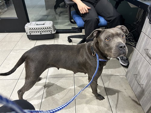 SAGE, an adoptable Pit Bull Terrier in Garland, TX