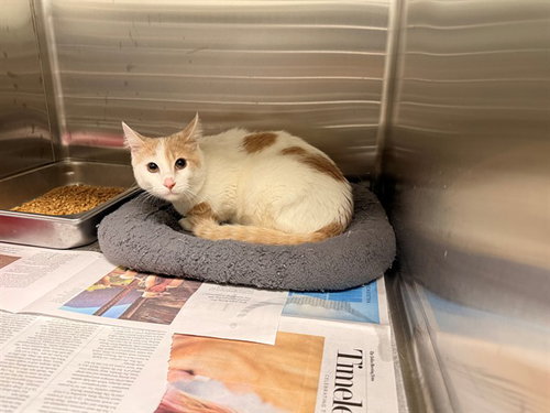 ALI BABA, an adoptable Domestic Short Hair in Garland, TX
