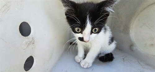 GORLOG, an adoptable Domestic Short Hair in Garland, TX