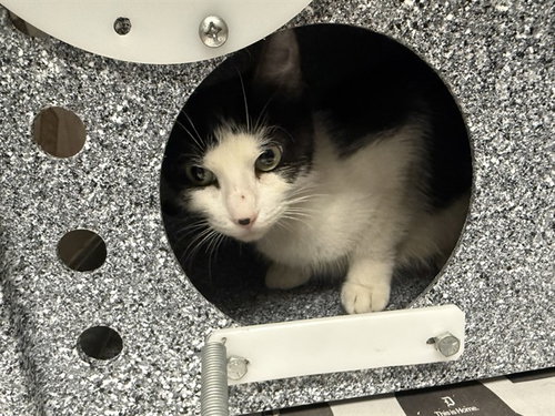 SIXTEEN, an adoptable Domestic Short Hair in Garland, TX