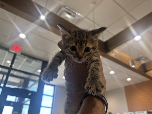 LARRY, an adoptable Domestic Short Hair in Garland, TX