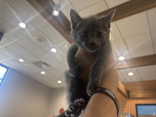 BON, an adoptable Domestic Short Hair in Garland, TX