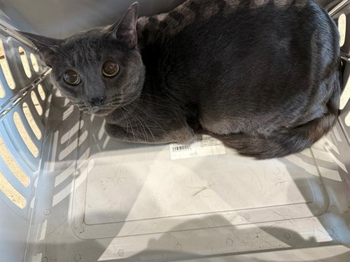 GREY, an adoptable Russian Blue in Garland, TX