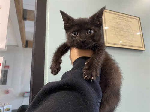 PIP, an adoptable Domestic Short Hair in Garland, TX