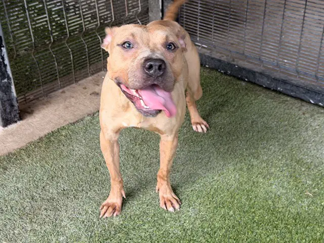 Chim-Chim - Pit Bull Terrier
