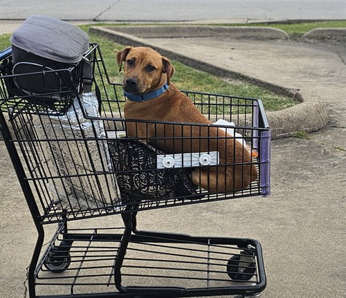 FIDO