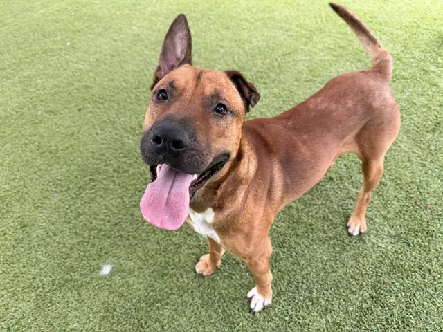 King - Belgian Shepherd Malinois