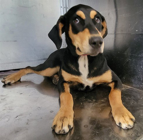 DOOBSIE, an adoptable Doberman Pinscher in Garland, TX